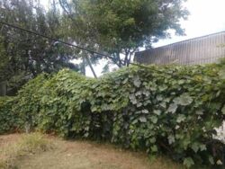 ������ ��� / ���������� ���� 4