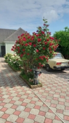 Продам Дом на Черемушках фото 5 Продам Дом на Черемушках фото 5
