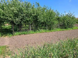 Продаж будинку в с. Піщане фото 7 Продаж будинку в с. Піщане фото 7