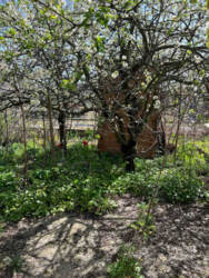 Продаж дачі р-н Баранівки фото 6 Продаж дачі р-н Баранівки фото 6