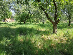 Продаж будинку в с. Піщане фото 6 Продаж будинку в с. Піщане фото 6