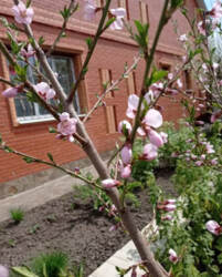 Продаж 2поверхового таунхауса по вул. Івана Кавалерідзе фото 2 Продаж 2поверхового таунхауса по вул. Івана Кавалерідзе фото 2