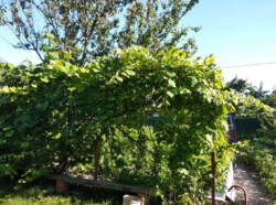 Продаж дачі з ділянкою р-н Блакитних озер (до пляжу 100 м) фото 9 Продаж дачі з ділянкою р-н Блакитних озер (до пляжу 100 м) фото 9