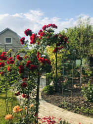 Продаж дачі в садівничому товаристві 'Бджола' (р-н Косівщини) фото 1 Продаж дачі в садівничому товаристві 'Бджола' (р-н Косівщини) фото 1