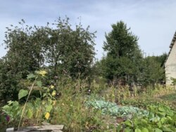 Продаж дачі у селі Новоселиця фото 3 Продаж дачі у селі Новоселиця фото 3