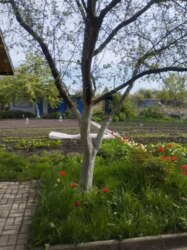 ЗНИЖЕННЯ ЦІНИ Продаж дачі в дачному масиві Олдиш фото 3 ЗНИЖЕННЯ ЦІНИ Продаж дачі в дачному масиві Олдиш фото 3