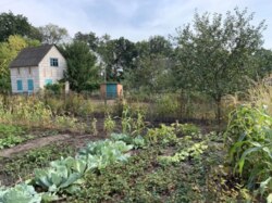 Продаж дачі у селі Новоселиця фото 4 Продаж дачі у селі Новоселиця фото 4