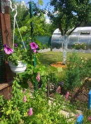 Продаж дачі в садівничому товаристві 'Бджола' (р-н Косівщини) фото 8 Продаж дачі в садівничому товаристві 'Бджола' (р-н Косівщини) фото 8