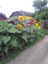 ��������� ������� ϳ�����, �������������, ���������� ���� 9