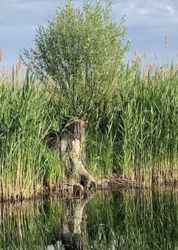 ĳ����� � �������� � �.����������. ���� 12