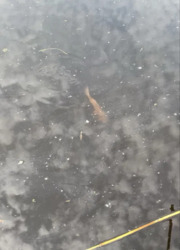 ĳ����� � �������� � �.����������. ���� 13