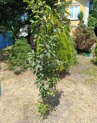 Продаж будинку за адресою 57-а Садова фото 4 Продаж будинку за адресою 57-а Садова фото 4