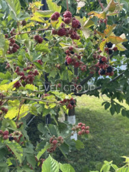 Продаж будинок с.Гореничі, безперебійне живлення світла 16 КВ фото 13 Продаж будинок с.Гореничі, безперебійне живлення світла 16 КВ фото 13