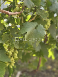 Продаж будинок с.Гореничі, безперебійне живлення світла 16 КВ фото 12 Продаж будинок с.Гореничі, безперебійне живлення світла 16 КВ фото 12