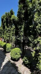 ��������� ������� 600 �² � ������� ������� 11 �����, ������, ��� ���� 7