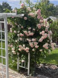 ������ ���� � ���� (����) ��� ��������� ����, 400� �� ��������� ����, 50� �� �. ����� ���� 8