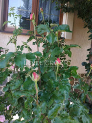 ������ ������� ��� ����������� ����� �� ������ � ���, ���������� �����, ������ ���. ���� 6