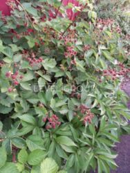 ������ ������� ��� ����������� ����� �� ������ � ���, ���������� �����, ������ ���. ���� 18