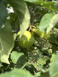 Продаж будинок с.Гореничі, безперебійне живлення світла 16 КВ фото 14 Продаж будинок с.Гореничі, безперебійне живлення світла 16 КВ фото 14