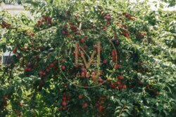 ������� 230�2 � �. ��� �������, 10�� �� �.��� ���� 18