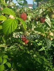 ������ ������� �� ���. ������������ ���� 18