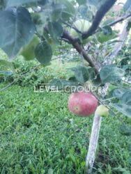 ������ ������� �� ���. ������������ ���� 19