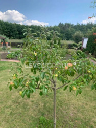 ������� � �. ���, ���. ����� �������� (���. ���������), ʲ� ���������, ���, ������� ���� 14