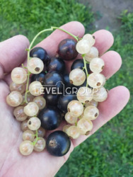 ������ ������� �� ���. ������������ ���� 17