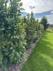 Продаж будинок с.Гореничі, безперебійне живлення світла 16 КВ фото 11 Продаж будинок с.Гореничі, безперебійне живлення світла 16 КВ фото 11