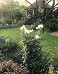 ������������� ������� ���� ����� ���� 16