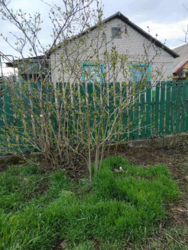 Продається будинок Одеська, Одеський, Малодолинське(Чорноморськ), вул. Ювілейна фото 5 Продається будинок Одеська, Одеський, Малодолинське(Чорноморськ), вул. Ювілейна фото 5