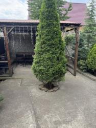 ��������� ������� ������ ��������� ���., ������������(�����������), �������� �����, ������� ������� ���� 28