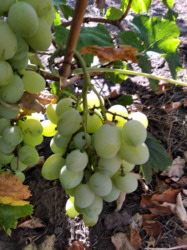 Продається будинок Миколаїв, Миколаївська, Корабельний фото 18 Продається будинок Миколаїв, Миколаївська, Корабельний фото 18