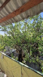 Продається будинок провулок Зірковий, 31, Миколаїв, Миколаївська, Центральний фото 28 Продається будинок провулок Зірковий, 31, Миколаїв, Миколаївська, Центральний фото 28