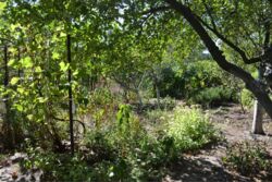 Дача. Садовый дом. 60 м. кв., с. Новоселовка, СТ Голубка. фото 12 Дача. Садовый дом. 60 м. кв., с. Новоселовка, СТ Голубка. фото 12