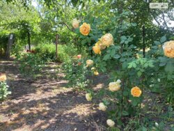 ���, 46 �. ��. �����������, ����� ��������� ���� 15