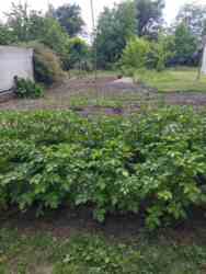 Продам крепкий, большой дом 115 м. кв. Березановка, 2 котла. фото 31 Продам крепкий, большой дом 115 м. кв. Березановка, 2 котла. фото 31