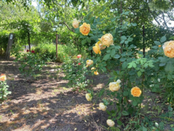 ���, 46 �. ��. �����������, ����� ���������. ���. ������� 19 �����. ���� 15