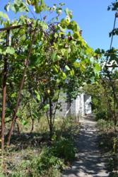 Дача. Садовый дом. 60 м. кв., с. Новоселовка, СТ Голубка. фото 4 Дача. Садовый дом. 60 м. кв., с. Новоселовка, СТ Голубка. фото 4