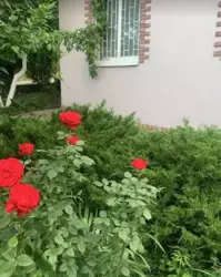 Дом-дача за ж/м Победа-6, 59 м. кв. Хорошее состояние. фото 14 Дом-дача за ж/м Победа-6, 59 м. кв. Хорошее состояние. фото 14