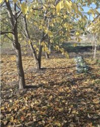 Дом, 100 м. кв. Диевка-2. фото 6 Дом, 100 м. кв. Диевка-2. фото 6