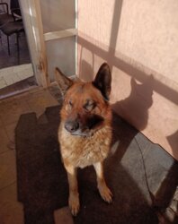 Дом. Днепр, Амур-Нижнеднепровский, пер. Славгородский, 240 кв. м., цена 95 000 $ фото 13 Дом. Днепр, Амур-Нижнеднепровский, пер. Славгородский, 240 кв. м., цена 95 000 $ фото 13