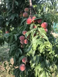 ��� 223 �. ��. �� ����� ���������� �/� �����������, �������� �������. ���� 21