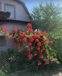 Дом-дача за ж/м Победа-6, 59 м. кв. Хорошее состояние. фото 16 Дом-дача за ж/м Победа-6, 59 м. кв. Хорошее состояние. фото 16