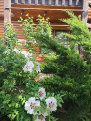 Дом-дача 57 м. кв. Мебель. Техника. Подгороднее. СТ Цветок фото 19 Дом-дача 57 м. кв. Мебель. Техника. Подгороднее. СТ Цветок фото 19