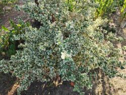 ������ ���� �� ��������. ���� 6