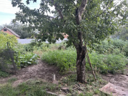 Продаж будинку в Розсощенцях. фото 3 Продаж будинку в Розсощенцях. фото 3