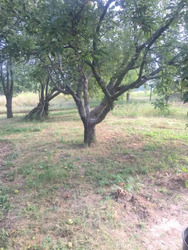 Продам будинок село Гора, Полтавська область. фото 8 Продам будинок село Гора, Полтавська область. фото 8