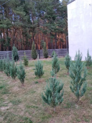 Будинок у лісі район Крутий берег. фото 19 Будинок у лісі район Крутий берег. фото 19