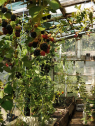 Продам будинок на Великій Балці у Кропивницькому фото 15 Продам будинок на Великій Балці у Кропивницькому фото 15